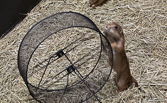 The Hidden Farm: Animal Petting Zoo In Mount Austin, Johor Bahru 6 prairie dogs at The Hidden Farm in Mount Austin, JB