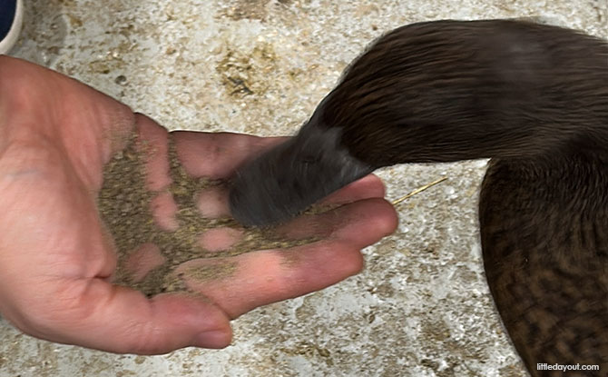 The Hidden Farm: Animal Petting Zoo In Mount Austin, Johor Bahru 9 ducks were so friendly