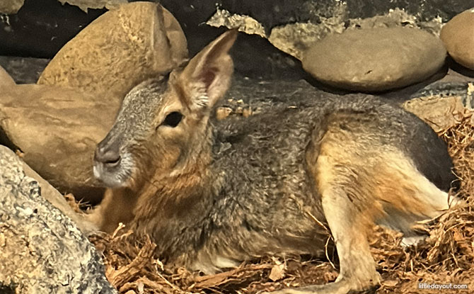 The Hidden Farm: Animal Petting Zoo In Mount Austin, Johor Bahru 10 Patagonia mara