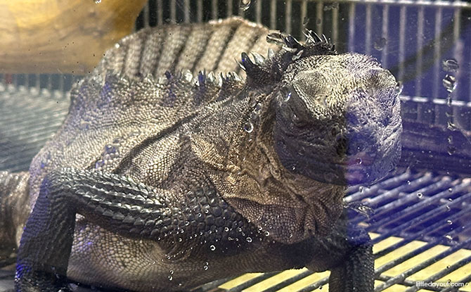 The Hidden Farm: Animal Petting Zoo In Mount Austin, Johor Bahru 12 Hydrosaurus or sailfin dragons or sailfin lizards
