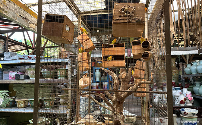 Aviary with birds