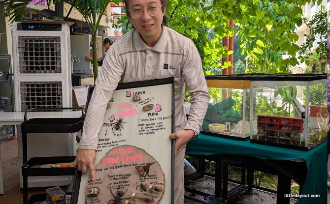 Tiny Kingdom: Learn About The World Of Insects, Critters & Nature 5 Tiny Zoo Experience by Lingting Ko
