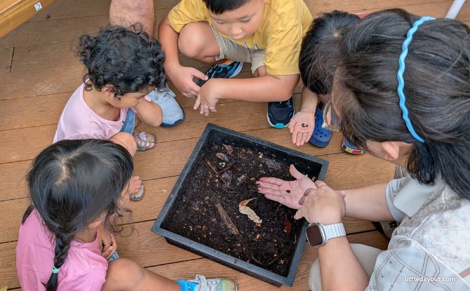 Tiny Kingdom: Learn About The World Of Insects, Critters & Nature 7 We also got to participate in a simple craft experiment on feeding ants, as well as learn about African Nightcrawler earthworms, earwigs, springtails and other critters which can be found living in the soil.