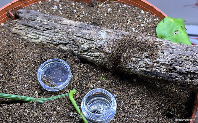 Singapore's Journey in Dioramas