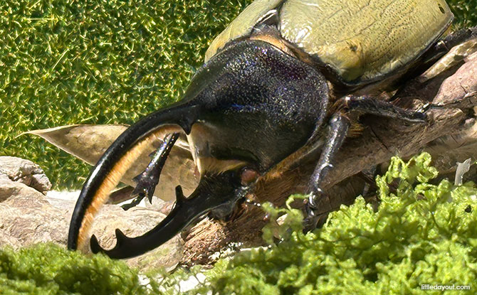 Add Ons - Macro Photography Studio