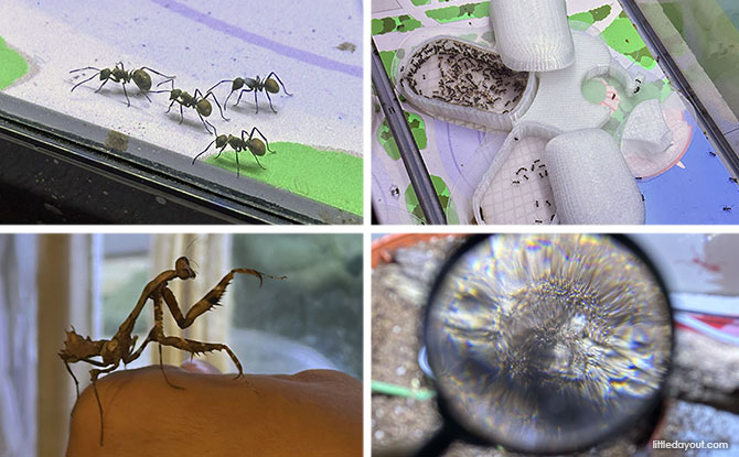 TinyTopia: Colony to Nation – The Fascinating World Of Ants