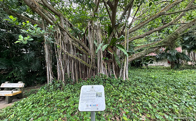 Heritage Tree