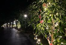 Trees Of The World: Illuminated Trees At Singapore Botanic Garden Trees Of The World: Illuminated Trees At Singapore Botanic Garden