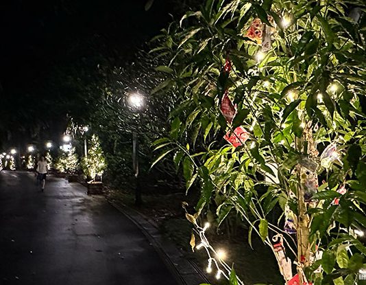 Trees Of The World: Illuminated Trees At Singapore Botanic Garden