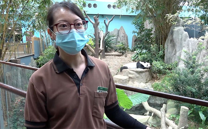 Trisha Tay, the lead panda caregiver