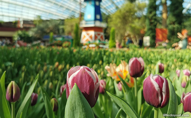 Tulips at Gardens by the Bay's Flower Dome