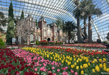 Tulipmania 2026: Gardens By The Bay Blooms With Tulips & Dutch Masters Tulipmania 2026: Gardens By The Bay Blooms With Tulips & Dutch Masters