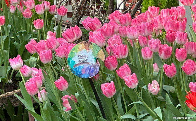 Tulipmania 2026: Gardens By The Bay Blooms With Tulips & Dutch Masters 10 Tulipa ‘Kaki’, a Triumph-class tulip