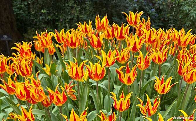 Tulipmania 2026: Gardens By The Bay Blooms With Tulips & Dutch Masters 9 Admiring the Tulips