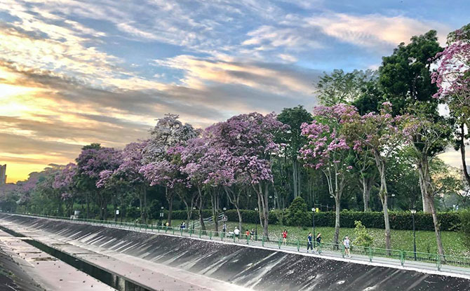 “Sakura Pink" Flowers In Singapore