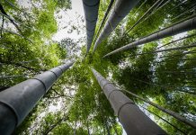 Arashiyama Bamboo Grove, Kyoto: Reaching Skyward