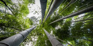 Arashiyama Bamboo Grove, Kyoto: Reaching Skyward