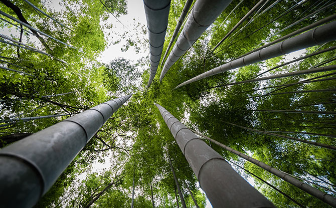 Arashiyama Bamboo Grove, Kyoto: Reaching Skyward