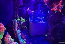 Underwater Sanctuary At Tanglin Mall: Luminous Experience Room, Touch Tank & More Underwater Sanctuary At Tanglin Mall: Luminous Experience Room, Competitions & More