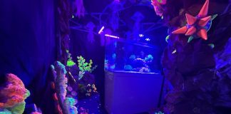 Underwater Sanctuary At Tanglin Mall: Luminous Experience Room, Competitions & More