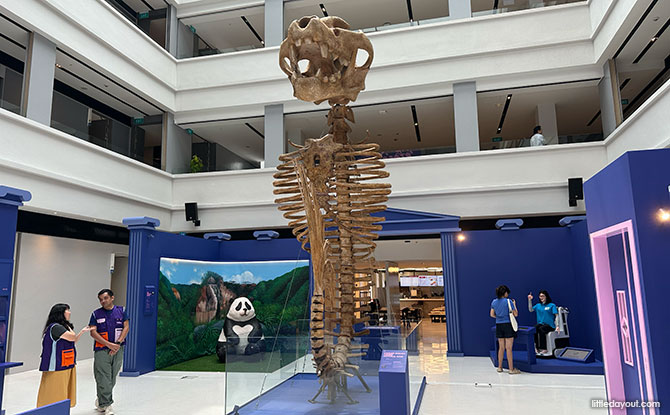 The Unnatural History Museum Of Singapore: Merlion Fossil & Other Curiosities