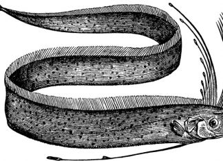 Interesting Oarfish Facts For Kids Interesting Oarfish Facts For Kids