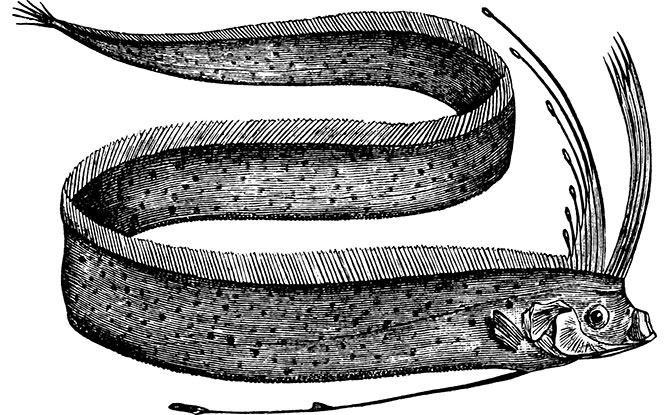 Interesting Oarfish Facts For Kids Interesting Oarfish Facts For Kids