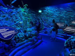 VibranSEA At S.E.A. Aquarium: Learn About Aquatic Eco-Systems Through Science, Educational Displays & Art