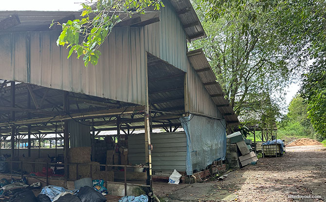 Meet and Feed the Cows (Paid Experience)
