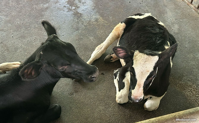 Visiting Viknesh Dairy Farm: Singapore's Only Cow Farm