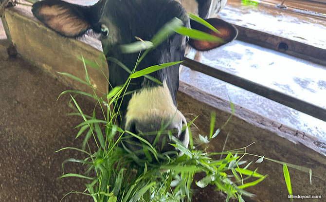 Feeding cows at the farm in Singapore