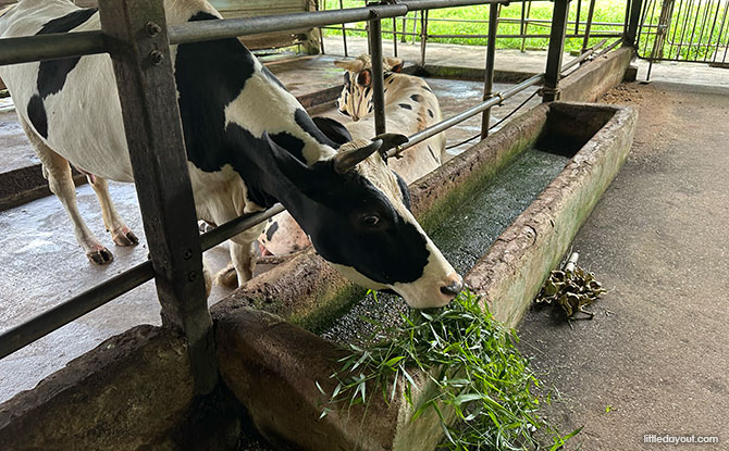 Viknesh Dairy Farm in Singapore, fresh milk