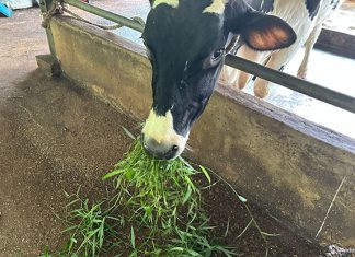 Viknesh Dairy Farm: Where You Can Feed Cows & Buy Fresh Milk Viknesh Dairy Farm: Where You Can Feed Cows & Buy Fresh Milk