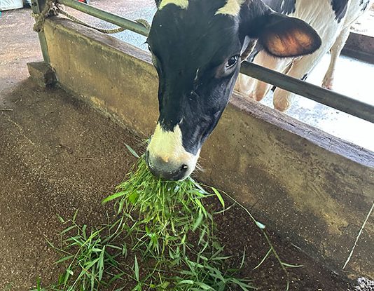 Viknesh Dairy Farm: Where You Can Feed Cows & Buy Fresh Milk