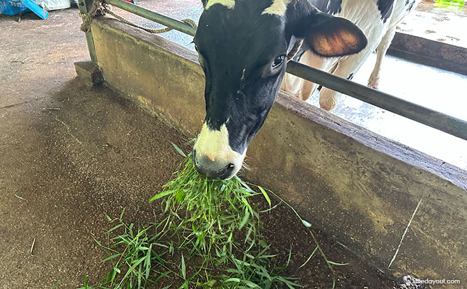 Viknesh Dairy Farm: Where You Can Feed Cows & Buy Fresh Milk Viknesh Dairy Farm: Where You Can Feed Cows & Buy Fresh Milk
