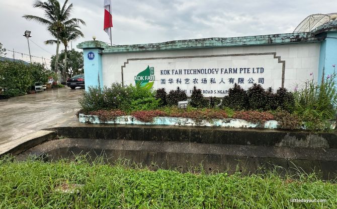 Weekend Market At Kok Fah Technology Farm: Veg Shopping & Farm Animals 10 Kok Fah Farm Weekend Market Visit