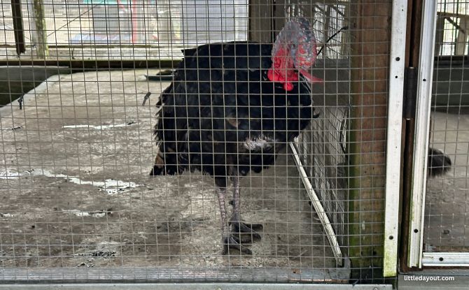Weekend Market At Kok Fah Technology Farm: Veg Shopping & Farm Animals 6 turkey