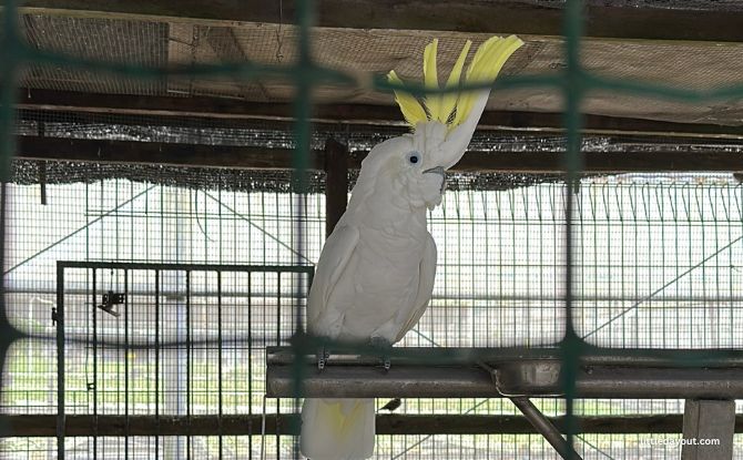 Weekend Market At Kok Fah Technology Farm: Veg Shopping & Farm Animals 5 Birds on display at the Weekend Market at Kok Fah Technology Farm