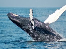 Whale Facts For Kids: Amazing Large Mammals