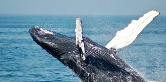 Whale Facts For Kids: Amazing Large Mammals