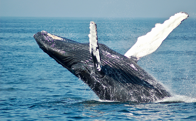 whale 1 Whale Facts For Kids: Amazing Large Mammals