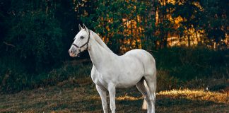 Horse Facts for Kids: Graceful And Charming Stallions
