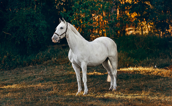 Horse Facts for Kids: Graceful And Charming Stallions