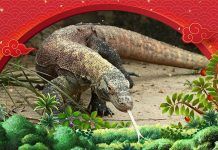 Celebrate A Wild Chinese New Year 2024 At Singapore Zoo & Other Wildlife Parks