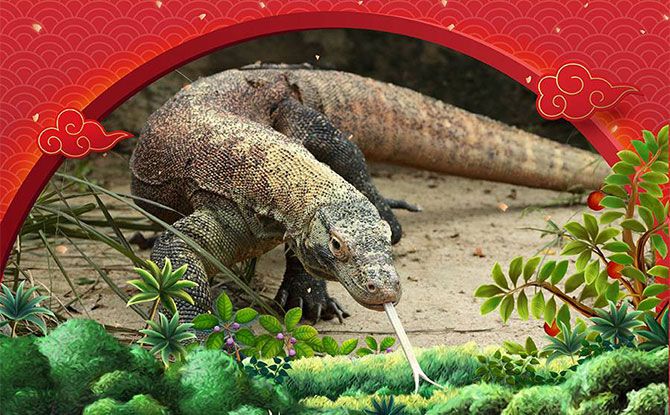 Celebrate A Wild Chinese New Year 2024 At Singapore Zoo & Other Wildlife Parks