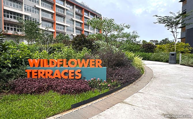 Woodlands Healing Garden: What to Expect Wildflower Terraces