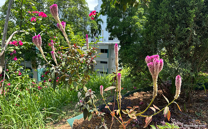 Woodlands Town Park East & Woodlands Botanical Garden 7 Flowers at Woodlands Botanical Garden