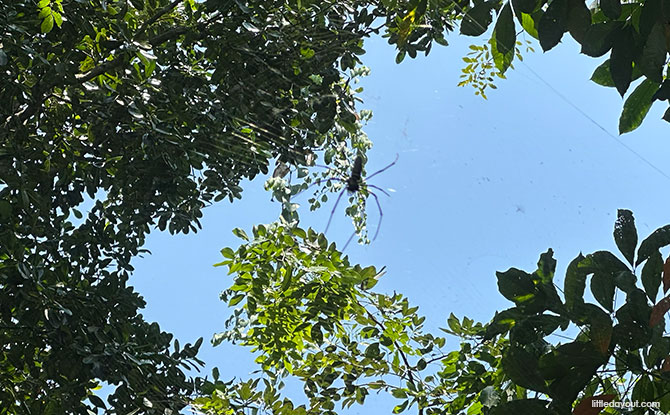 Woodlands Town Park East & Woodlands Botanical Garden 2 Spider at Woodlands Town Park East