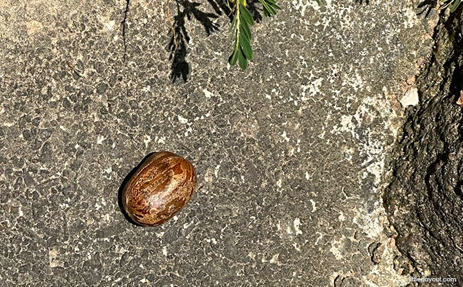 Woodlands Town Park East & Woodlands Botanical Garden 3 Rubber seeds