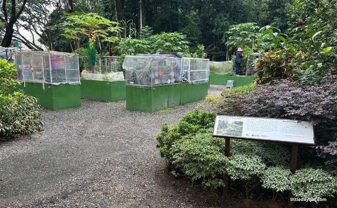 Yishun Park: Plantation Past, Playground & Dipterocarpus Arboretum 15 Allotment Garden